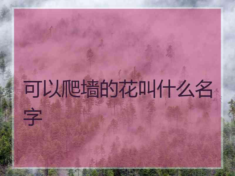 可以爬墙的花叫什么名字